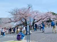 Chidorigafuchi park จุดชมดอกซากุระ ใจกลางโตเกียว