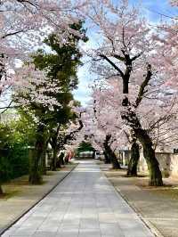【法明寺/東京都】池袋の隠れ桜スポット