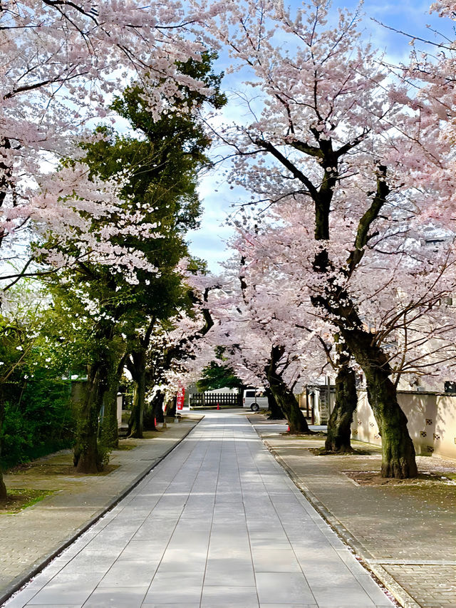 【法明寺/東京都】池袋の隠れ桜スポット