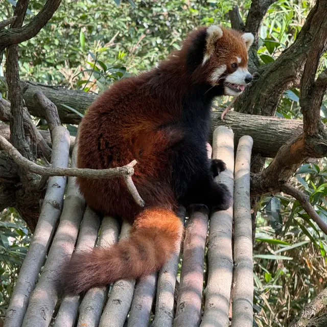 都江堰熊貓谷