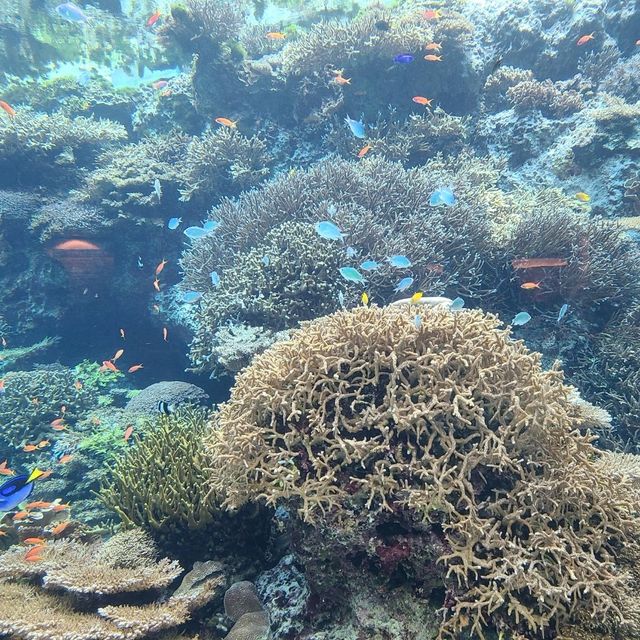 ジンベイザメを間近で見れる水族館⭐美ら海水族館⭐