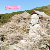 Tsubosaka Dera Temple Cherry 🌸 Blossom