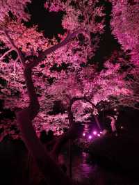 【桜が満開の今オススメ！🌸】八芳園の桜ライトアップがとても綺麗！✨