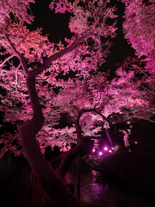 【桜が満開の今オススメ！🌸】八芳園の桜ライトアップがとても綺麗！✨