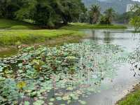 Serene Picturesque Taiping Lake Gardens 🇲🇾