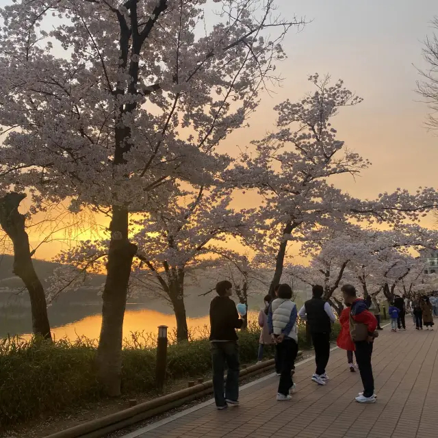 노을과 벚꽃에 물든 경주 보문호 산책길🌸🌅