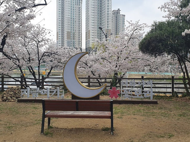 Kkotbora park in Daegu