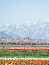 富山　春の四重奏