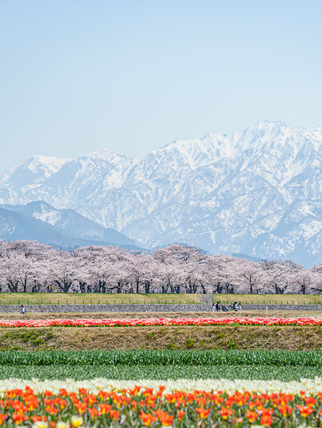 富山　春の四重奏