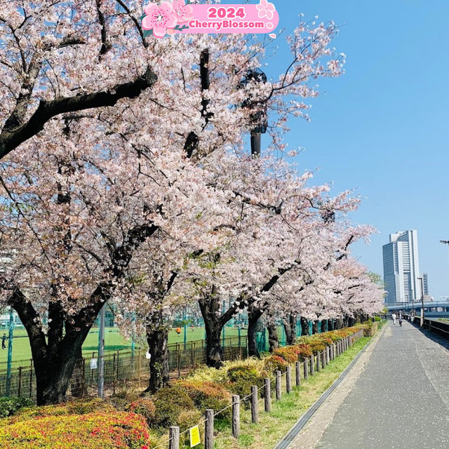 Cherry Blossom 🌸 has arrived 😍🥳 in Japan