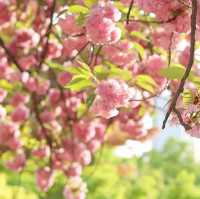 벚꽃 끝났다고 아쉬워 하지마세요😉 겹벚꽃 등장🌸