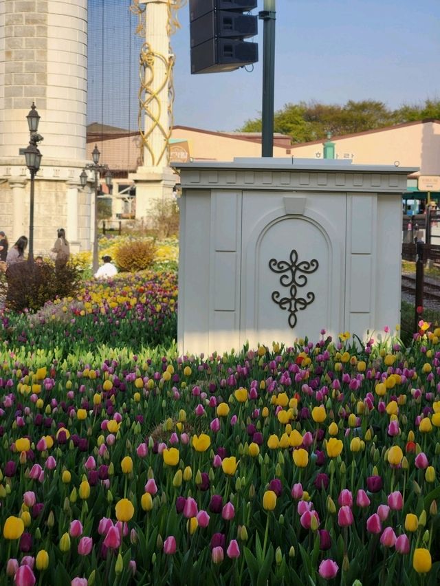 🌷지금가면 봄여행으로 찰떡인 "에버랜드 튤립축제"🌷