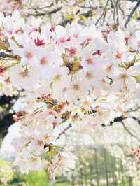 【丸墓山古墳/埼玉県】桜の名所・さきたま古墳公園