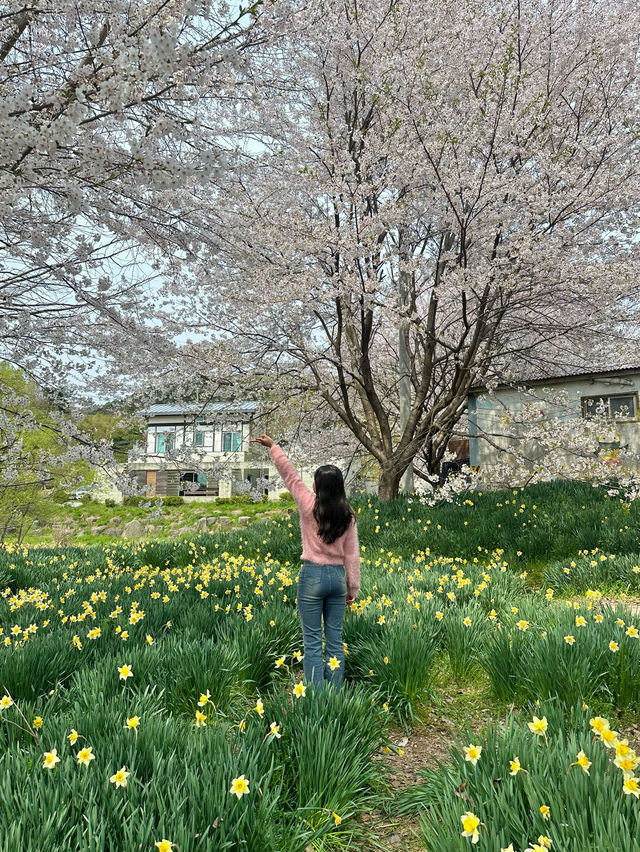 벚꽃과 수선화를 볼 수 있는 거북이마을 🌸🌼