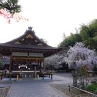 「京都平野神社」初次追櫻之旅，下年再來日本看櫻花！