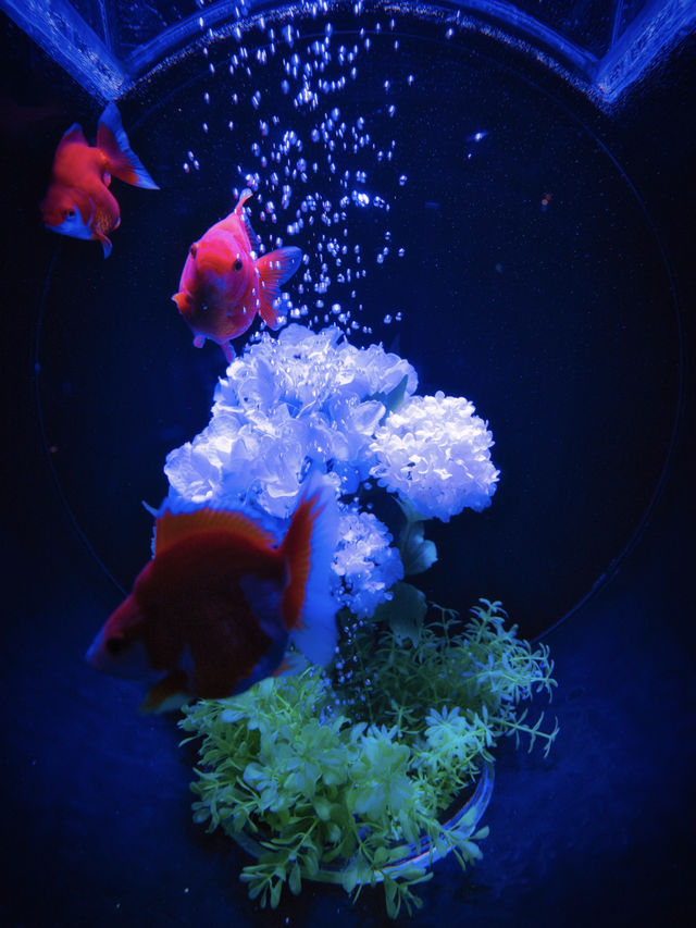 【東京】雨の日だって初夏を楽しめる✨藤×紫陽花×金魚のアートな世界を体験😍※スマホ撮影テク付 