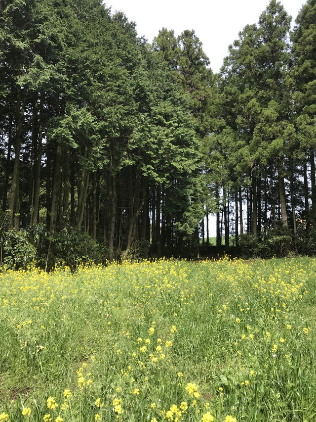 봄제주는 유채와 갯무꽃 천국🌼’비밀의숲’
