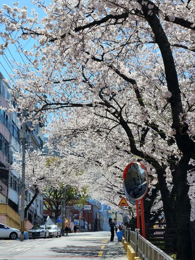 SNS에서 가장 핫한 부산 벚꽃명소, 개금벚꽃문화길