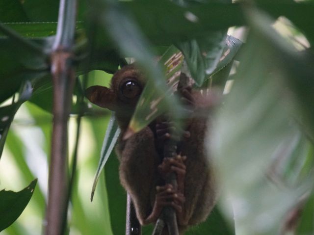 Tarsiers, the smallest primate.