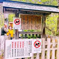 【長野県/大鳥居をくぐり⛩️美しい新緑の中を歩いて戸隠神社奥社へ】