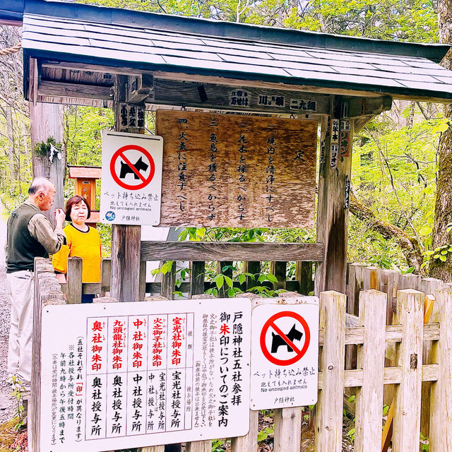 【長野県/大鳥居をくぐり⛩️美しい新緑の中を歩いて戸隠神社奥社へ】