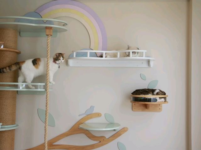 มาเล่นน้องแมวที่ Spring day cafe