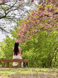 💗🌸창원 겹벚꽃 명소 창원에서 젤 이쁜 곳🌸💗