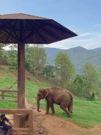 【チェンマイ】ゾウカフェが楽しすぎる！！🐘♡