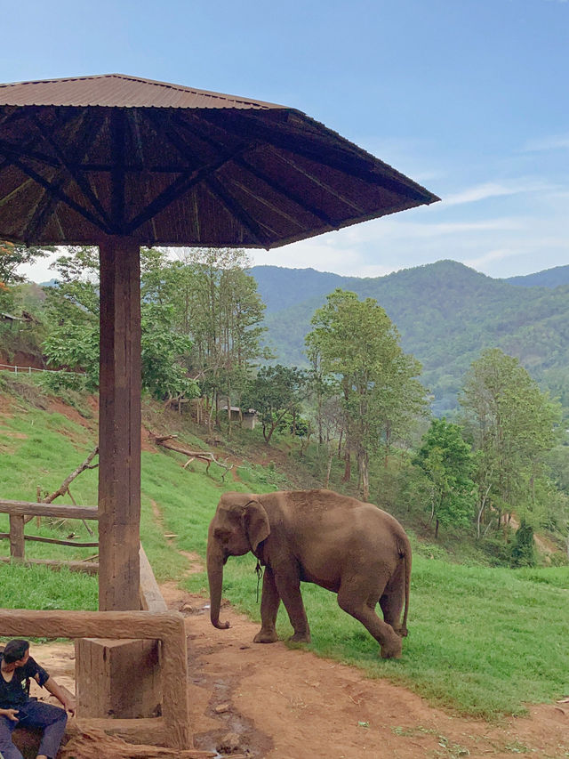【チェンマイ】ゾウカフェが楽しすぎる！！🐘♡