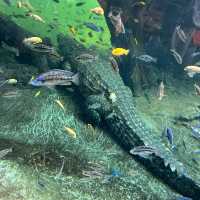 廣州動物園：珍稀動物，放鬆心情的理想去處