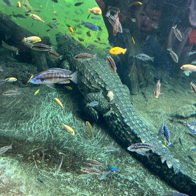 廣州動物園：珍稀動物，放鬆心情的理想去處