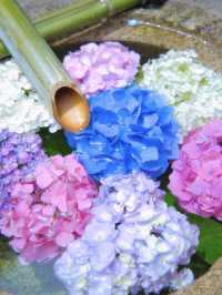 ここも無料⁉️そして穴場‼️紫陽花の花手水が美しいスポット✨