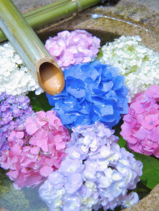 ここも無料⁉️そして穴場‼️紫陽花の花手水が美しいスポット✨