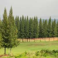 ที่พักเขาใหญ่