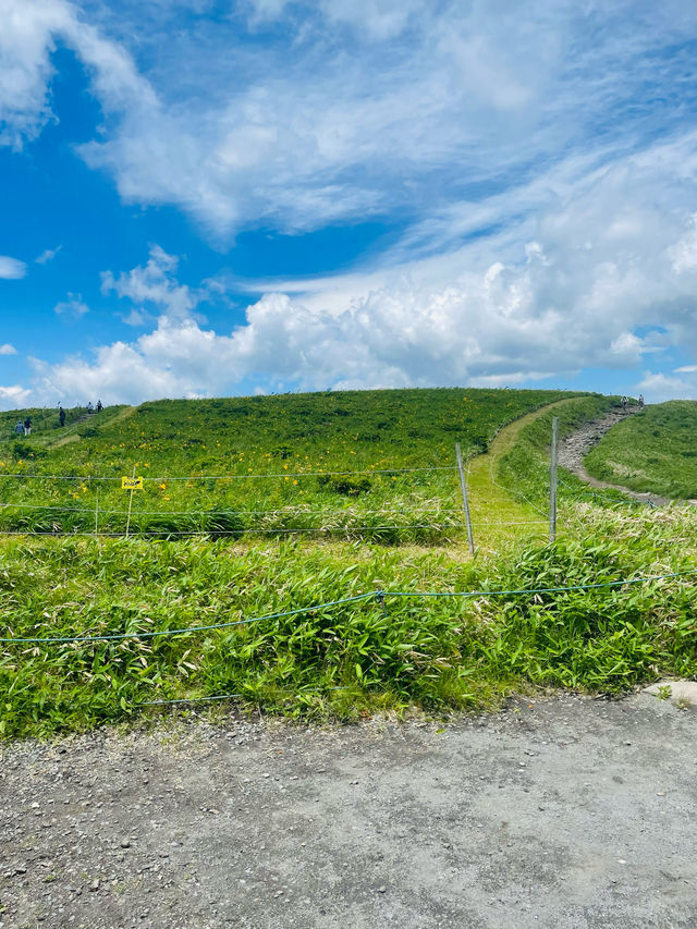 【長野県/諏訪市　夏でも涼しい霧ヶ峰に咲く黄色い花”ニッコウキスゲ”】