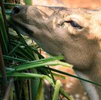 【インドネシア】ジャカルタで動物園に行くならラグナン動物園