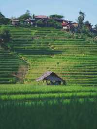 ป่าบงเปียง - นาขั้นบันไดวิว 360 องศา