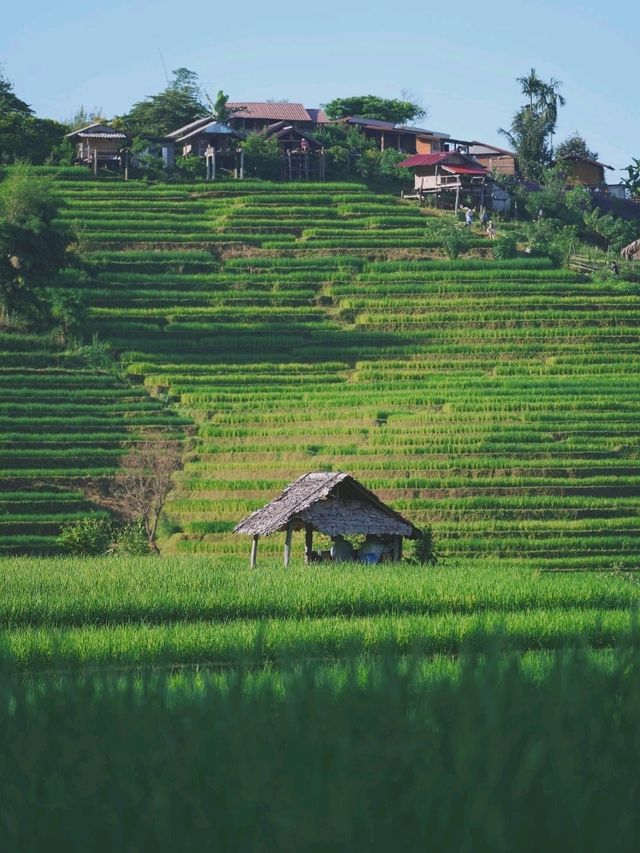 ป่าบงเปียง - นาขั้นบันไดวิว 360 องศา