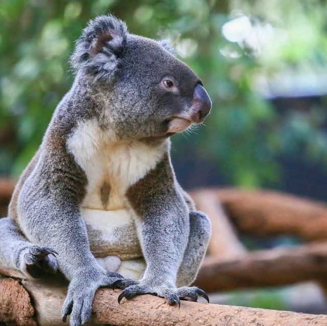 龍柏考拉動物園