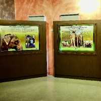 Kuala Gandah Elephant Sanctuary 