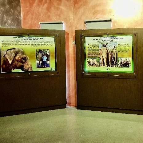 Kuala Gandah Elephant Sanctuary 