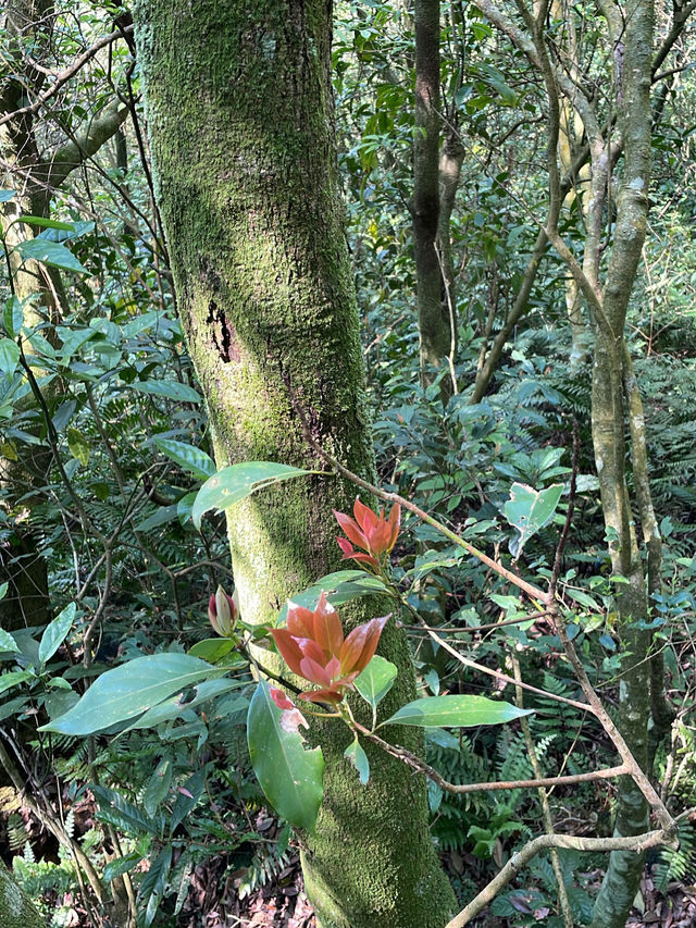 Hiking to the Highest Peak of Taipei, Qixing Mountain