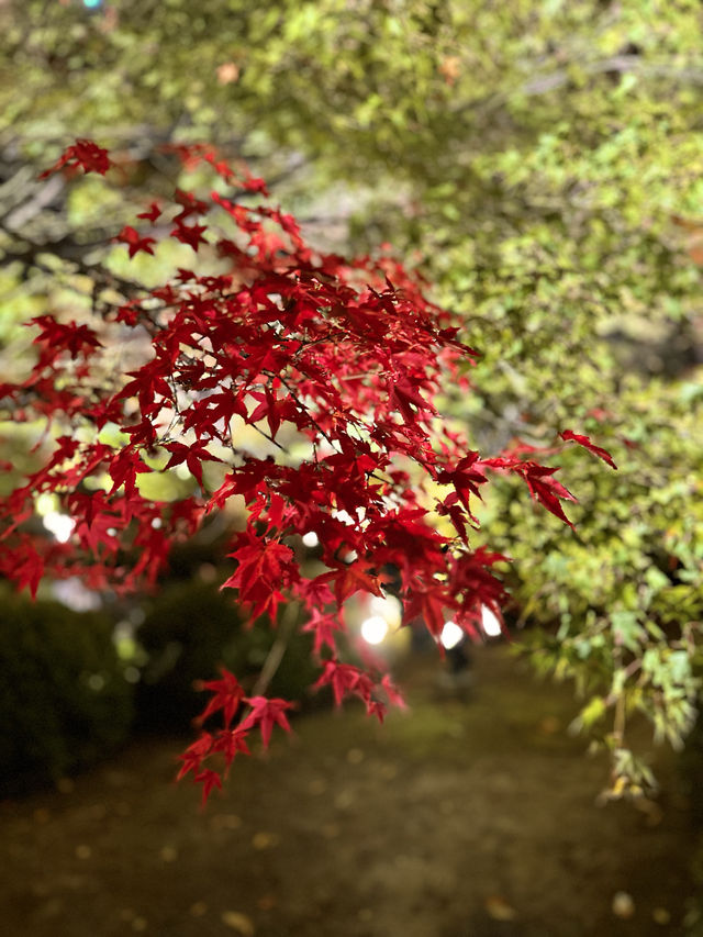 〜京都府〜世界遺産！仁和寺のライトアップ！