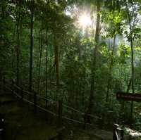 Explore & Hike 🇸🇬 Tallest Hill in Bukit Timah 