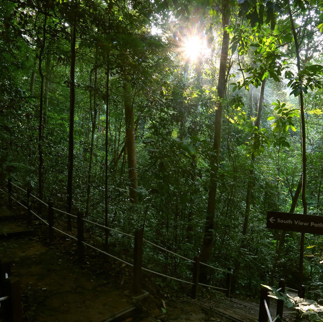 Explore & Hike 🇸🇬 Tallest Hill in Bukit Timah 