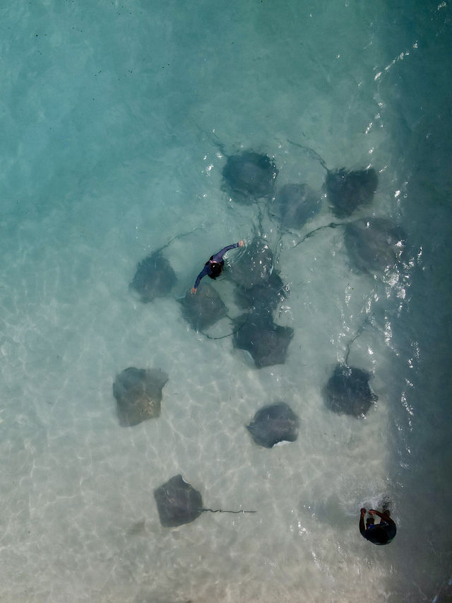 Meet the Stingrays at Fulidhoo Island, Maldives 🏝️