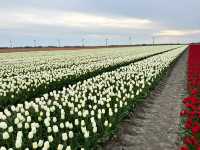 荷蘭🇳🇱公路旅行隨處可見的鬱金香花園