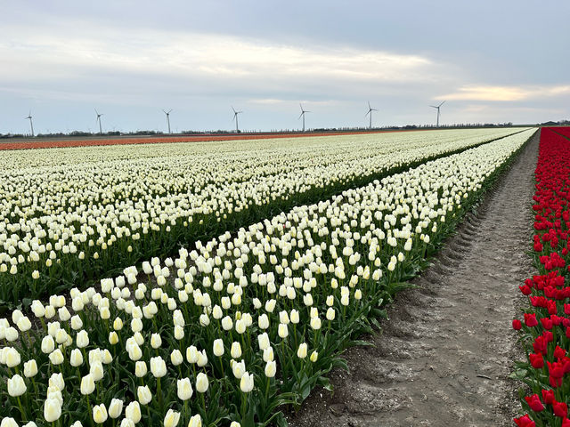 荷蘭🇳🇱公路旅行隨處可見的鬱金香花園