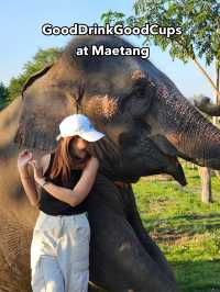 ป้อนอาหารน้องช้าง ถ่ายรูปเล่นที่ Cafe Elephant🐘