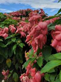 【深圳】流花山公園：粉紙花扇花海，美麗不熱